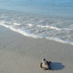 article image -